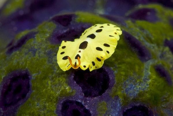 Indonesia, Papua Recently discovered flatworm